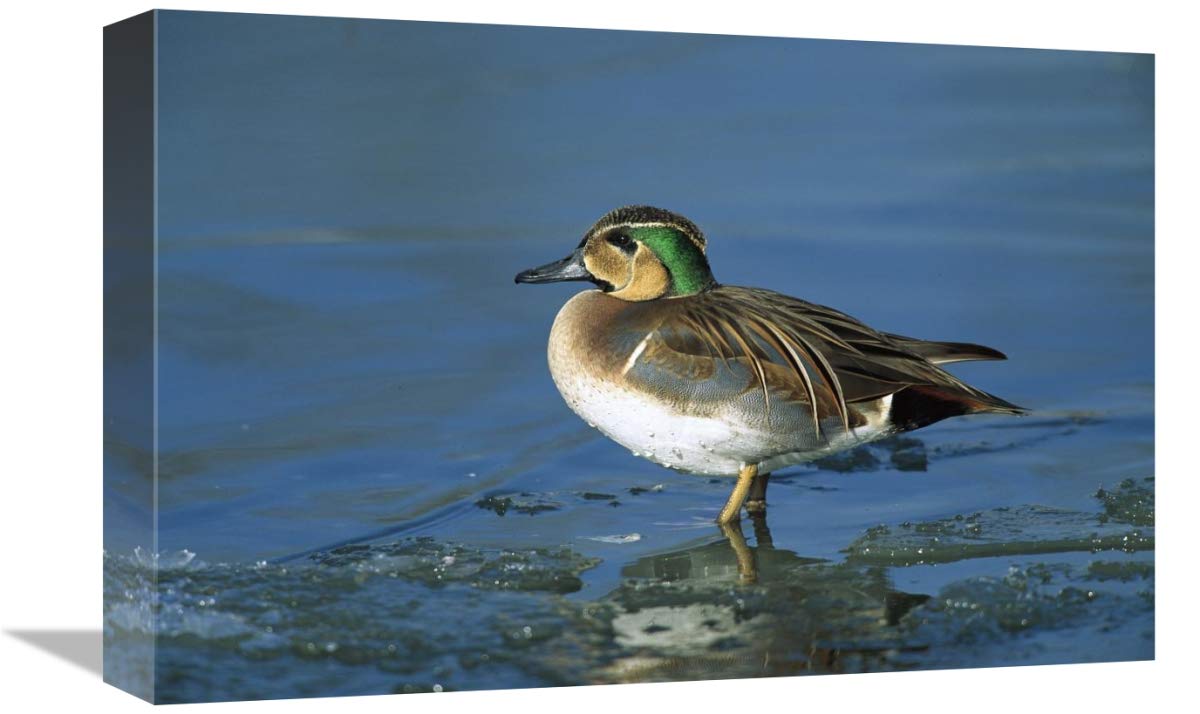 12 x 18 Inch Baikal Teal Duck Art Print - Eastern Siberia Wildlife Wall Decor by Konrad Wothe | Perfect for Home, Office & Nature Lover Gifts