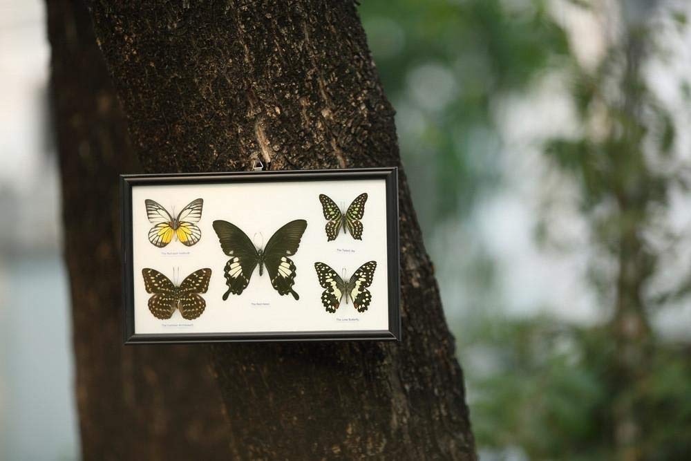 Beautiful Framed Butterfly Display - Handpicked Real Butterflies in Elegant Wall Frame | Perfect for Home Decor, Unique Gifts & Nature Lovers