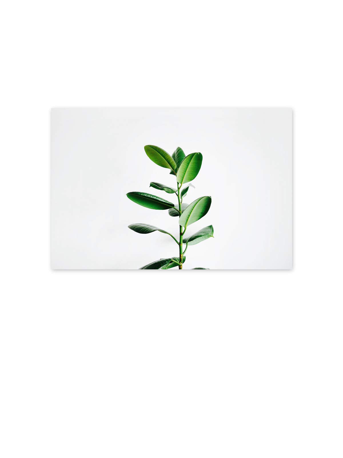 Green Leaves Botanical Wall Art Print - 8x12 Inch Unframed Inspirational Poster, Nature Decor for Living Room, Bedroom & Office - Stylish Foliage Home Decor