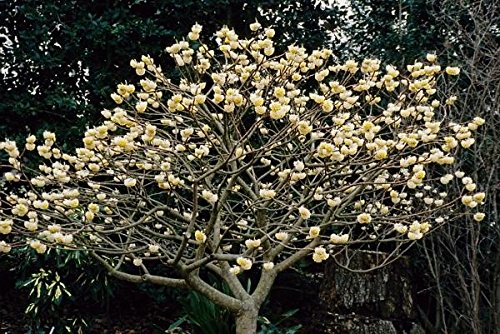 1 Gallon Paperbush Edgeworthia Shrub - Fragrant Creamy Yellow Winter Flowers for Garden Landscaping | Late-Winter Blooming Ornamental Plant for Patio, Borders & Fragrant Gardens