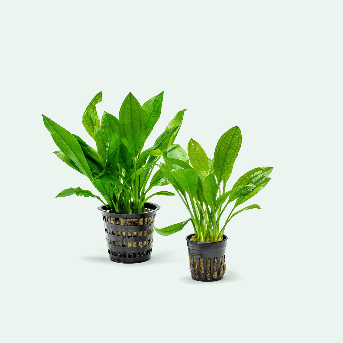 Echinodorus Bleheri Live Aquatic Plant - Amazon Sword Mother Plant for Freshwater Aquariums | Perfect for Fish Tanks, Aquascaping & Water Gardens