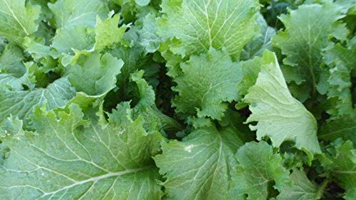 Organic Green Wave Mustard Greens Seeds - Non-GMO, Heirloom, Fast-Growing for Home Garden - Perfect for Salads, Stir-Fry & Healthy Cooking