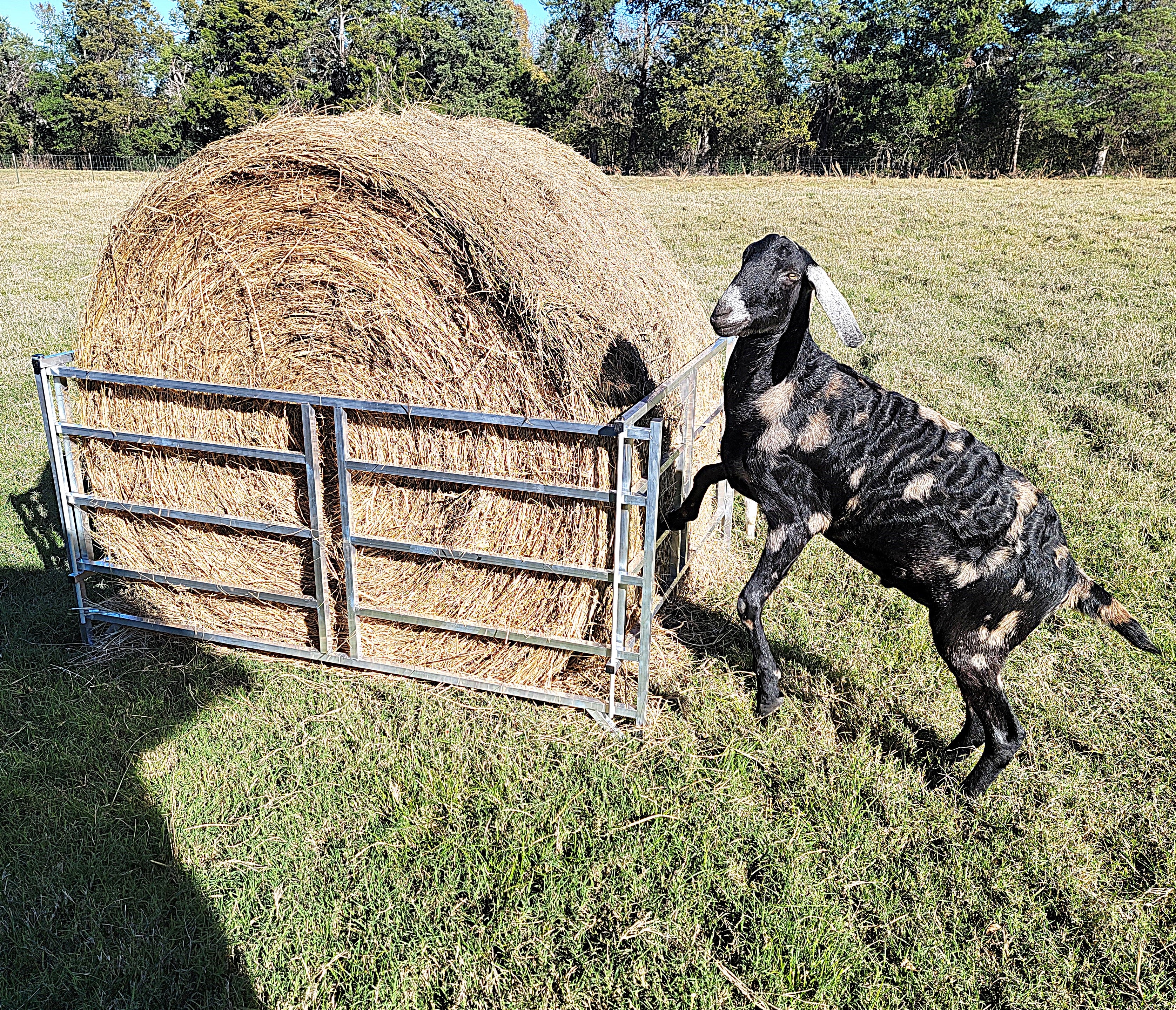 Collapsible Aluminum Round Hay Feeder for Sheep, Goats, Llamas & Alpacas - Fits 4x4, 4x5 & 4x6 Bales - Durable Portable Feed Trough for Pasture, Barn & Farm Use