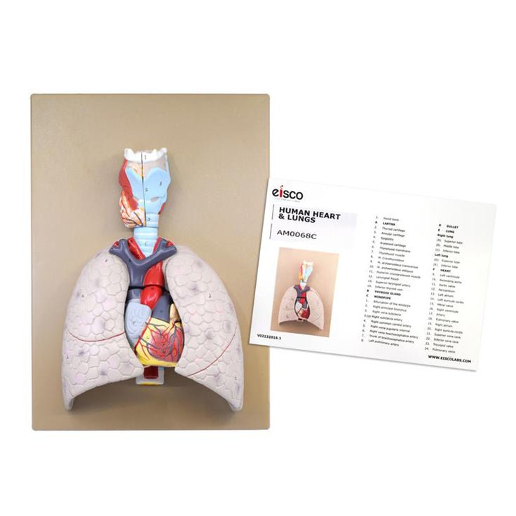 5-Part Heart and Lung Model - Human Anatomy Educational Tool for Medical Students, Doctors & Science Classrooms | Perfect for Biology Study, Patient Education & Medical Demonstrations
