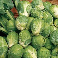 Organic Brussels Sprouts Seeds - Non-GMO, Heirloom Variety - 1000 Seeds for Home Gardening | Grow Fresh, Healthy Sprouts for Salads, Roasting & Meal Prep