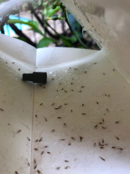 Eco CLM Trap - Effective Citrus Leafminer Protection for Organic Gardens | Natural Pest Control for Lemon, Orange & Lime Trees