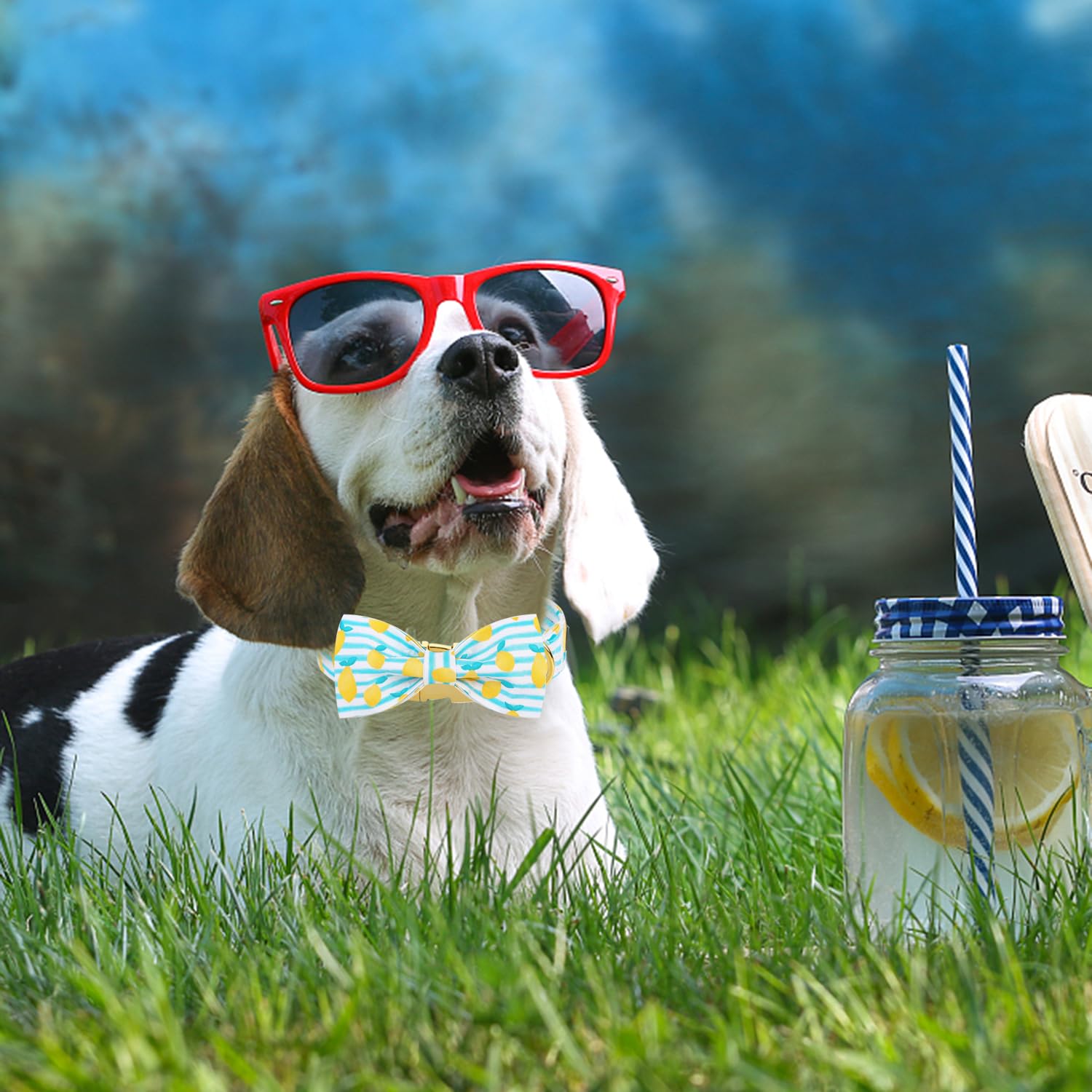 Adjustable Breakaway Dog Collar with Bow Tie - Summer Lemon Design for Small, Medium, Large Dogs & Cats - Perfect for Birthdays, Parties & Daily Walks (XS-XL)