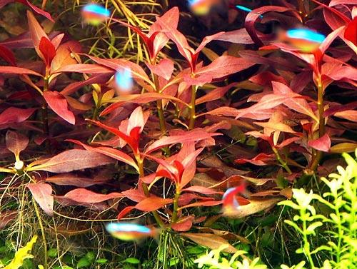 Ludwigia Glandulosa Aquatic Plant - Live Aquarium Plant for Fish Tank Decor (Potted) | Perfect for Freshwater Aquascaping & Shrimp Tanks