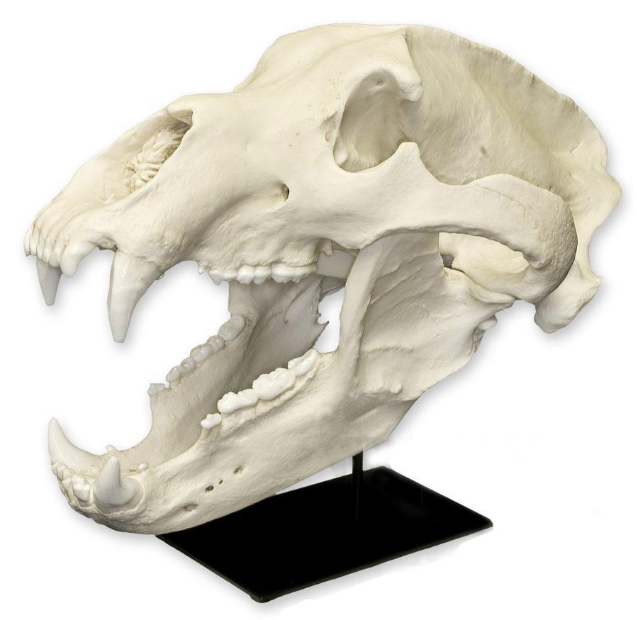 Authentic Replica Kodiak Grizzly Bear Skull - Lifelike Decoration for Home, Office, or Hunting Lodge - Perfect for Halloween, Taxidermy Displays & Wilderness Themed Decor