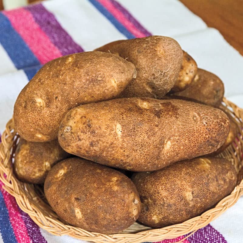 Russet Potato Seeds - 70 TPS True Potato Seeds for Planting | Russet Yellow Mix Potatoes Berry | Grow Your Own Organic Potatoes for Home Garden, Farm & Culinary Use