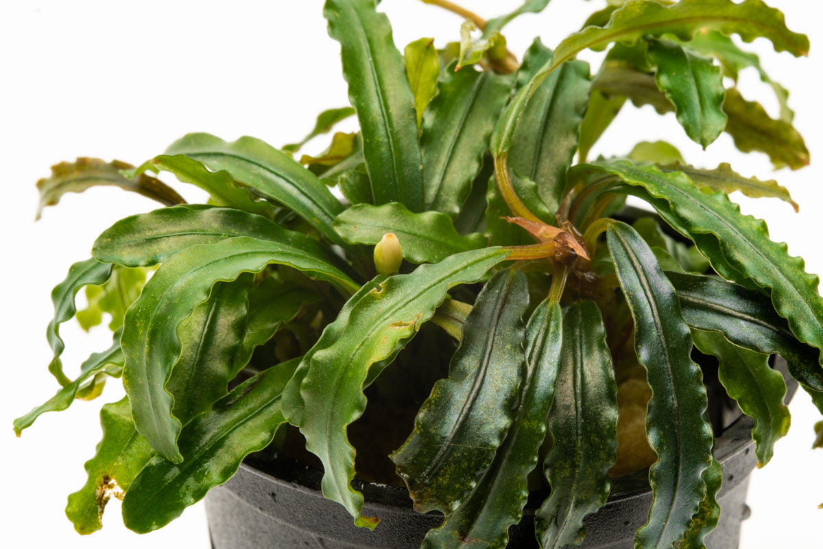 Bucephalandra Velvet 3 Color Aquatic Plant for Freshwater Aquariums - Perfect for Aquascaping, Nano Tanks & Shrimp Habitats