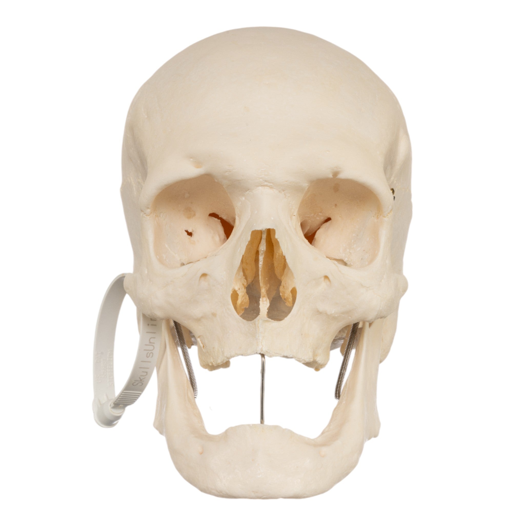 Authentic Real Human Skull for Medical Study, Halloween Decor & Collectibles - Perfect for Anatomy Education, Horror Displays & Oddity Collections