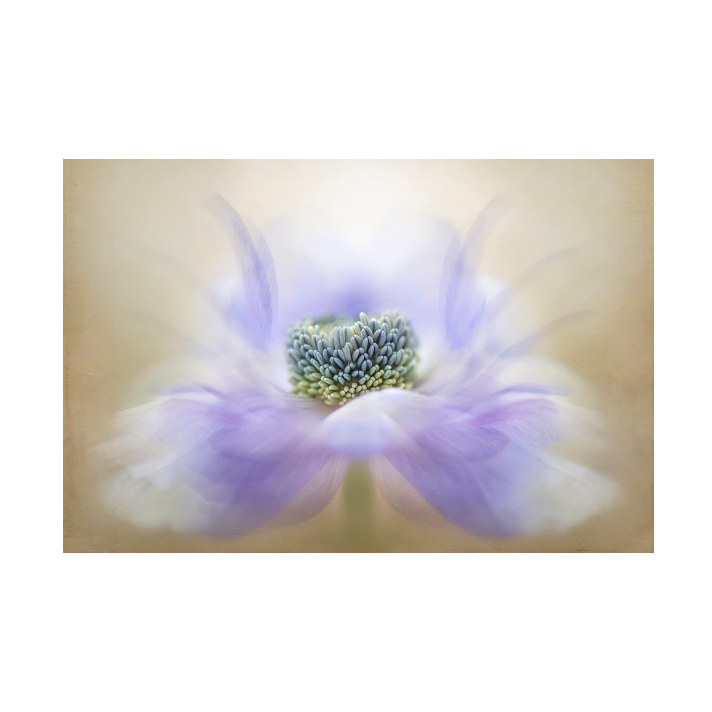 Jacky Parker 'Breeze' Canvas Wall Art Print - Modern Home Decor for Living Room, Bedroom & Office - Trademark Fine Art Collection