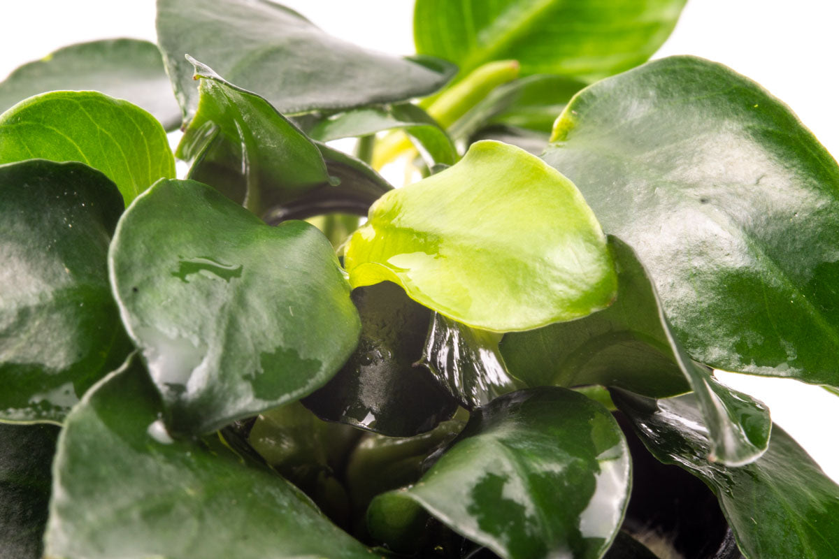 Anubias Barteri Petite Round Live Aquarium Plant - Easy Low Light Freshwater Aquatic Plant for Fish Tanks, Aquascaping & Nano Tanks