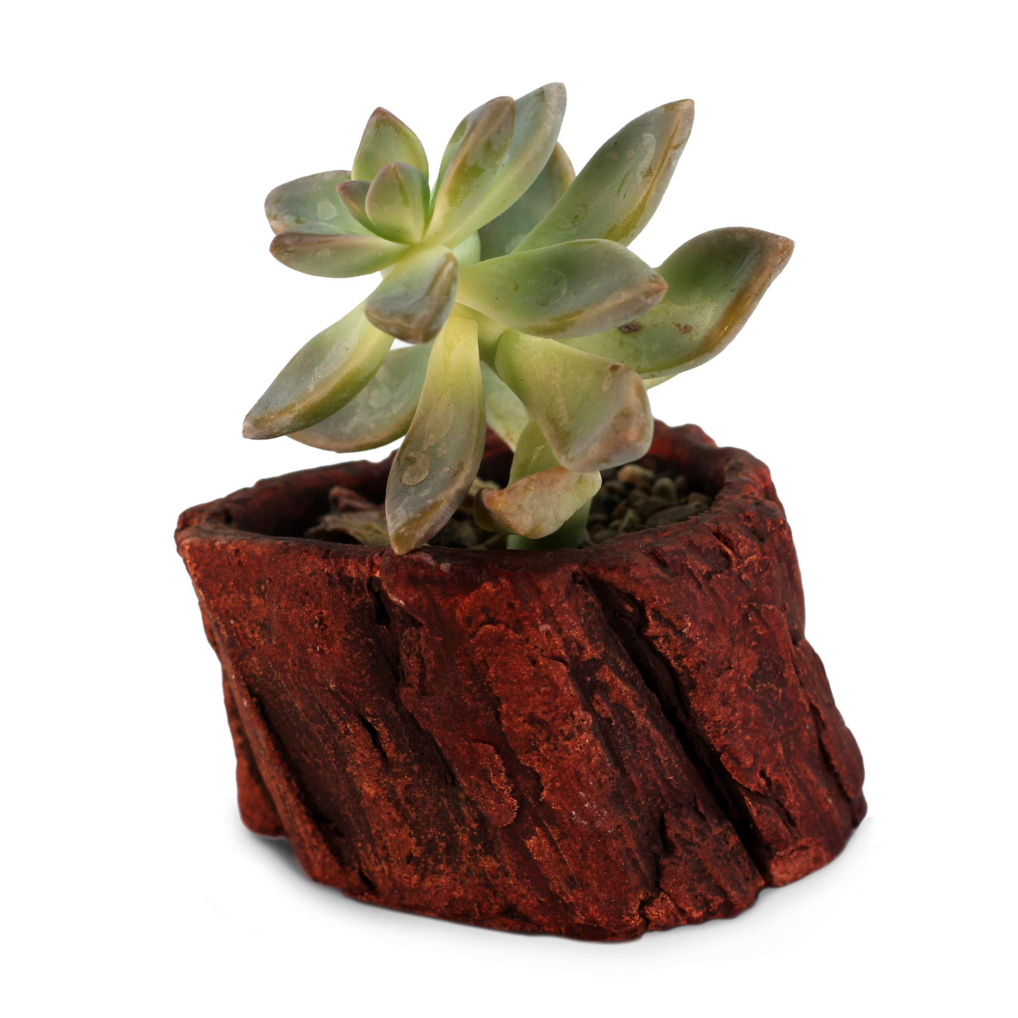 Handmade Ceramic Wood Planter Pot - Unique Log Design Indoor Flower Pot for Succulents, Small Plants & Home Decor | Perfect for Living Room, Office Desk & Garden Decor (Redwood Stump Style)