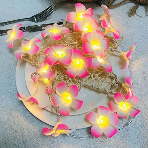 Pink Plumeria