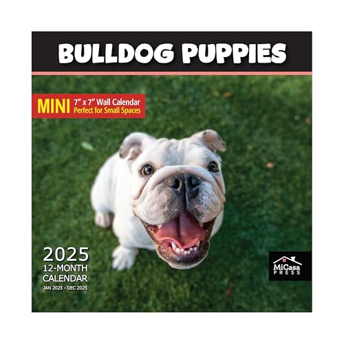 11A - Bulldog Puppies