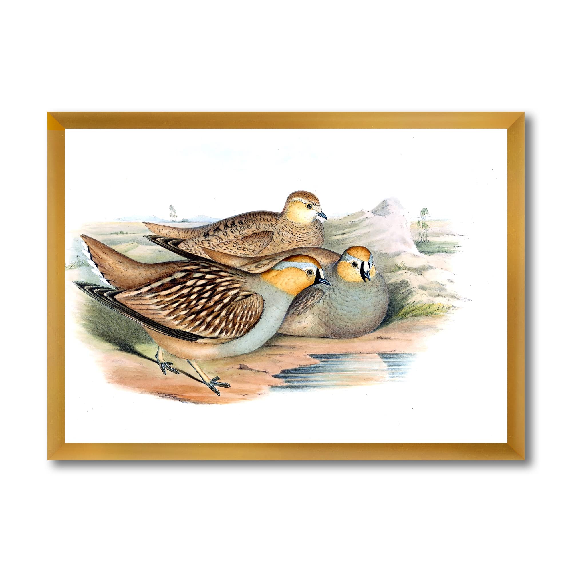 Vintage Birds In The Wild III Traditional Framed Wall Art - Nature Inspired Home Decor for Living Room, Bedroom & Office - Perfect Gift for Bird Lovers & Nature Enthusiasts