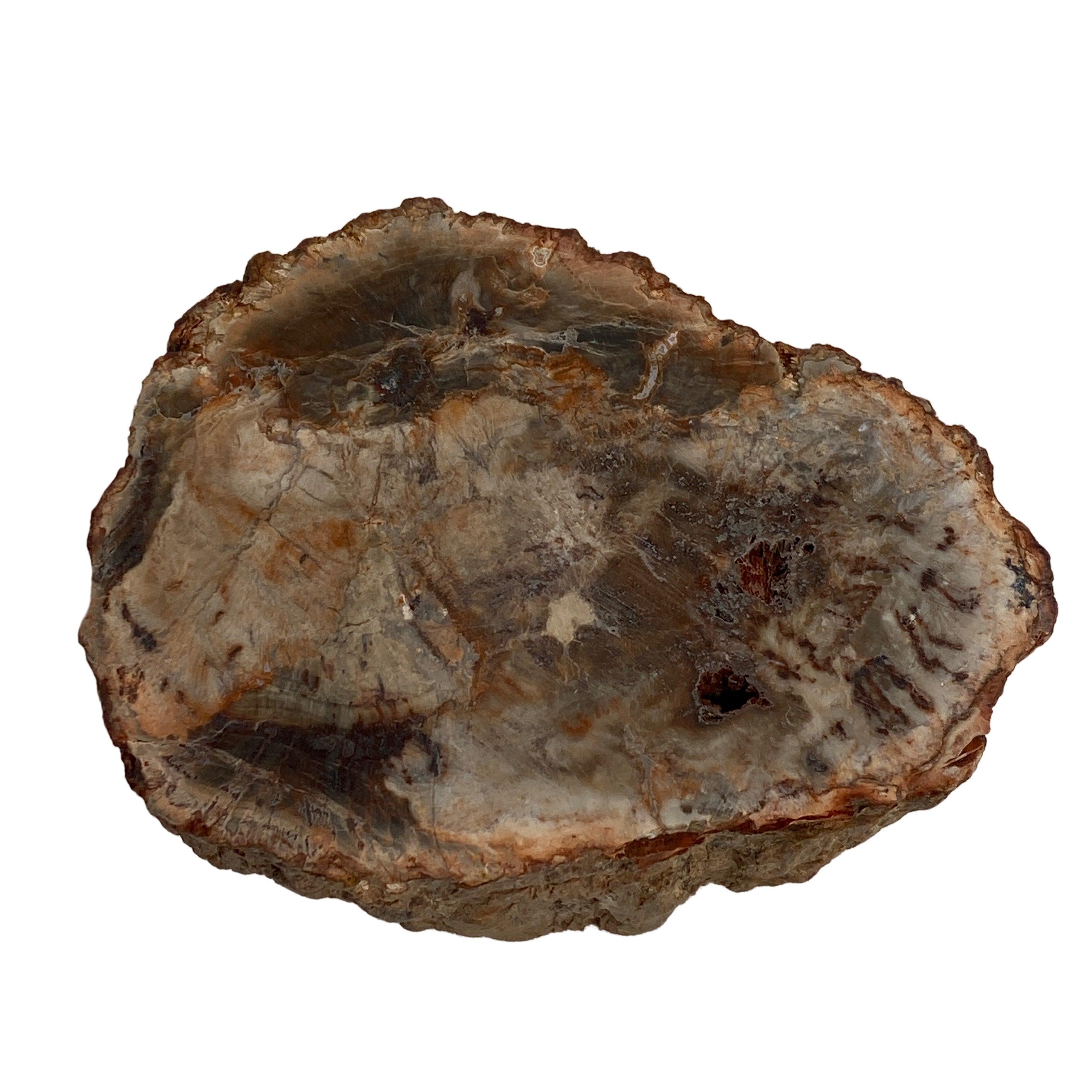 Natural Petrified Wood Slab - Semi-Polished PTW 07 for Home Decor & Mineral Collection | Perfect for Coffee Tables, Wall Art, and Geology Displays