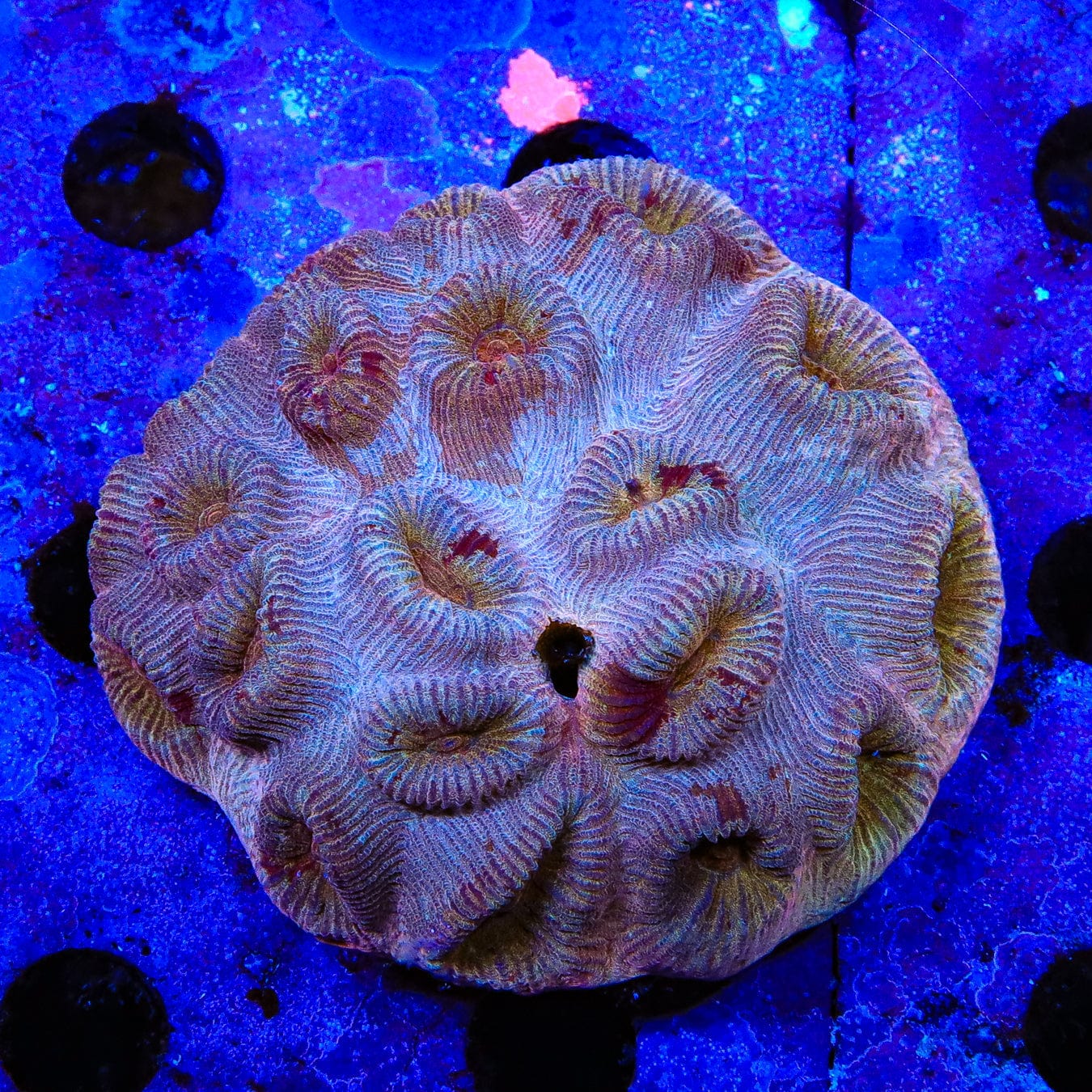 Premium Cinnamon Barabattoia Coral for Saltwater Aquariums - Vibrant Live Coral for Reef Tanks, Marine Aquascaping & Aquatic Decor