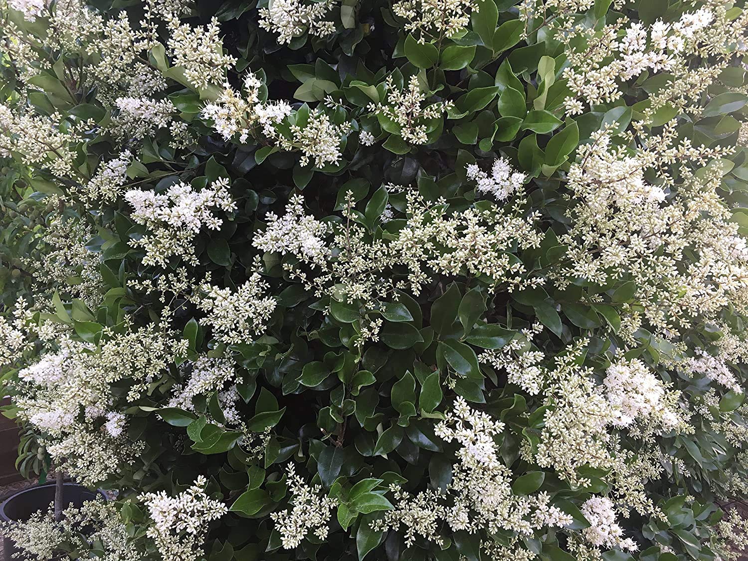 Ligustrum Waxleaf Privet - 10 Live Evergreen Plants for Privacy Hedge - Perfect for Garden Fencing, Landscaping, and Natural Windbreaks