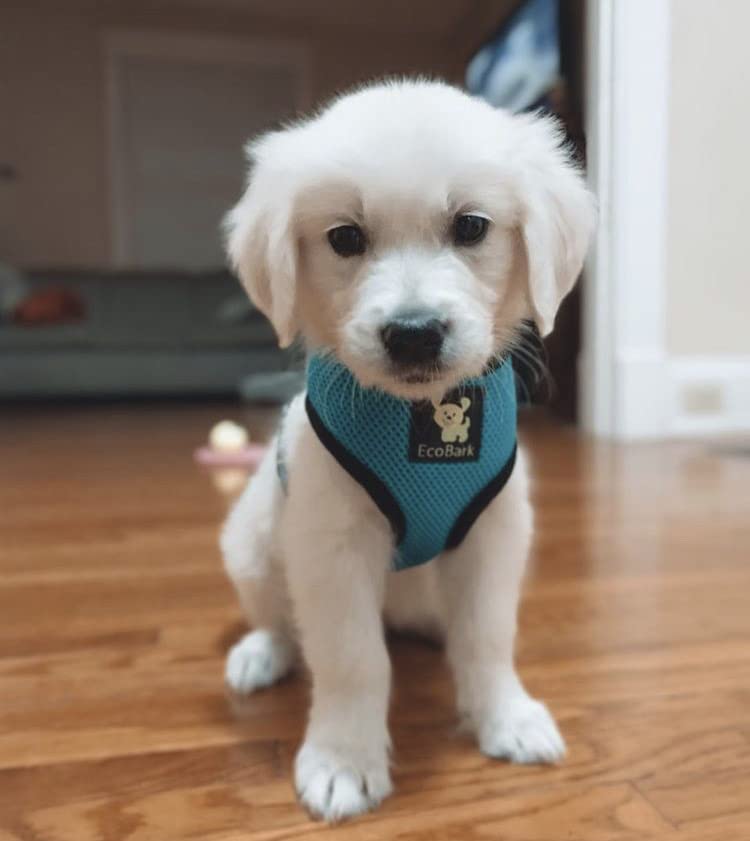 EcoBark No Pull Dog Harness - Eco-Friendly Soft Mesh Vest for Small Dogs & Puppies - Comfortable Overhead Design Prevents Choking - Perfect for Toy Breeds (Small, Teal Blue) - Ideal for Daily Walks, Training & Outdoor Adventures