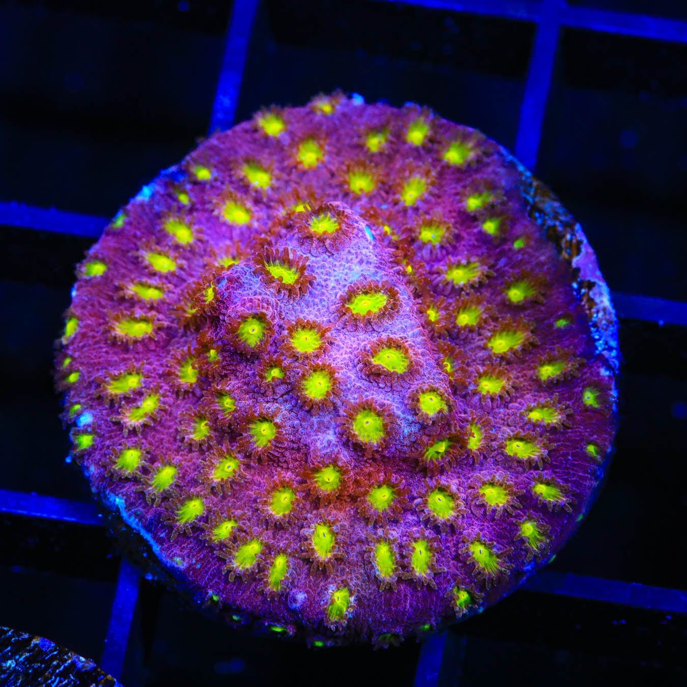 CB Bling Bling Cyphastrea Coral - Premium Saltwater Aquarium Coral for Reef Tanks | Perfect for Marine Aquascaping and Coral Propagation