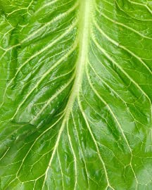 Lettuce