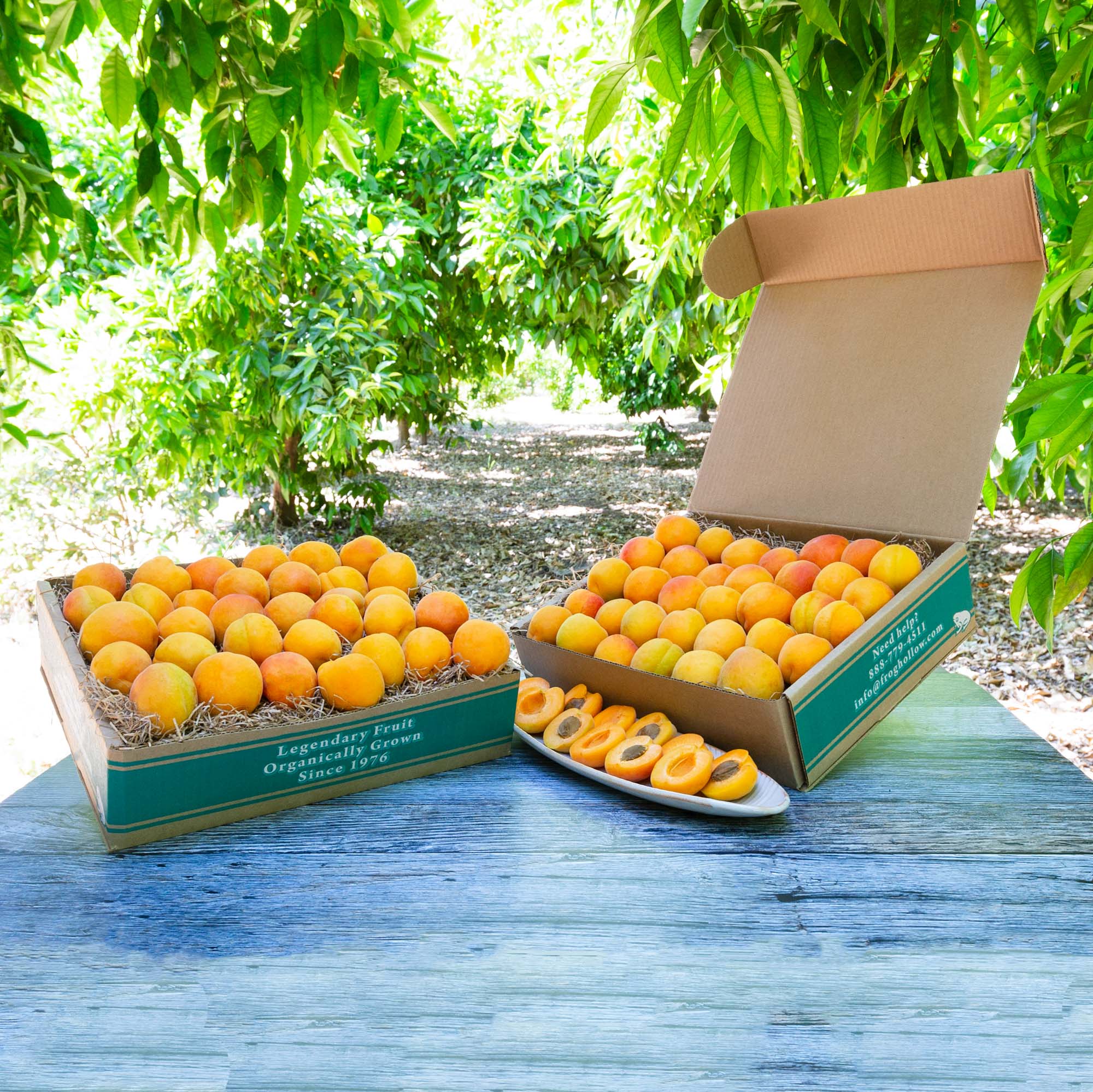 Organic Rojo Apricots - Premium Dried Fruit Snacks for Healthy Eating, Baking & Cooking | Vegan, Gluten-Free, Non-GMO | Perfect for Salads, Trail Mix & Gift Baskets
