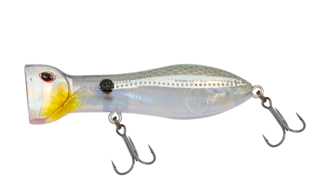 Sardine