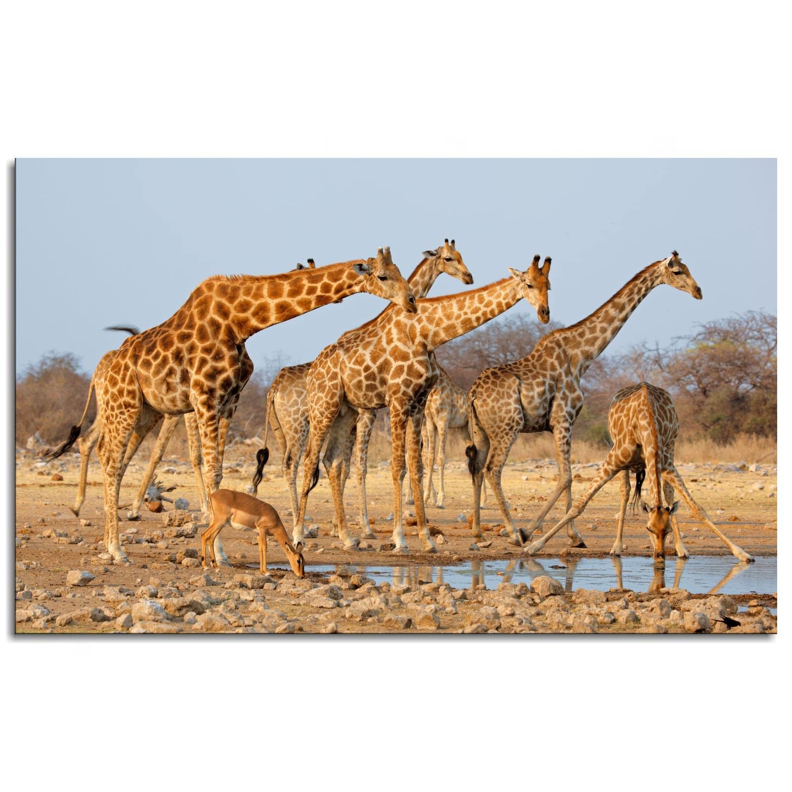 20x12 Framed Giraffe Canvas Wall Art - Animal Print Poster for Home & Office Decor | Perfect for Living Room, Bedroom, Nursery