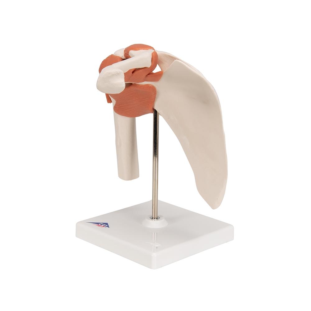 Functional Shoulder Joint Model - Anatomical Shoulder Joint Demonstration for Medical Students & Physical Therapy Training | Perfect for Classroom, Clinic & Home Study