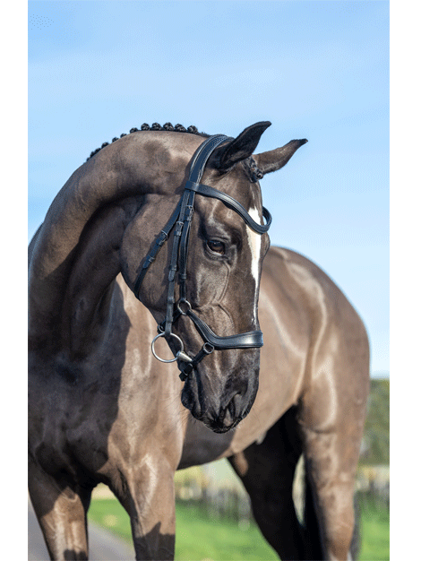 Le Mieux Arika Drop Bridle - Premium Horse Bridle for Dressage & Jumping | Comfort Fit for Training & Competition