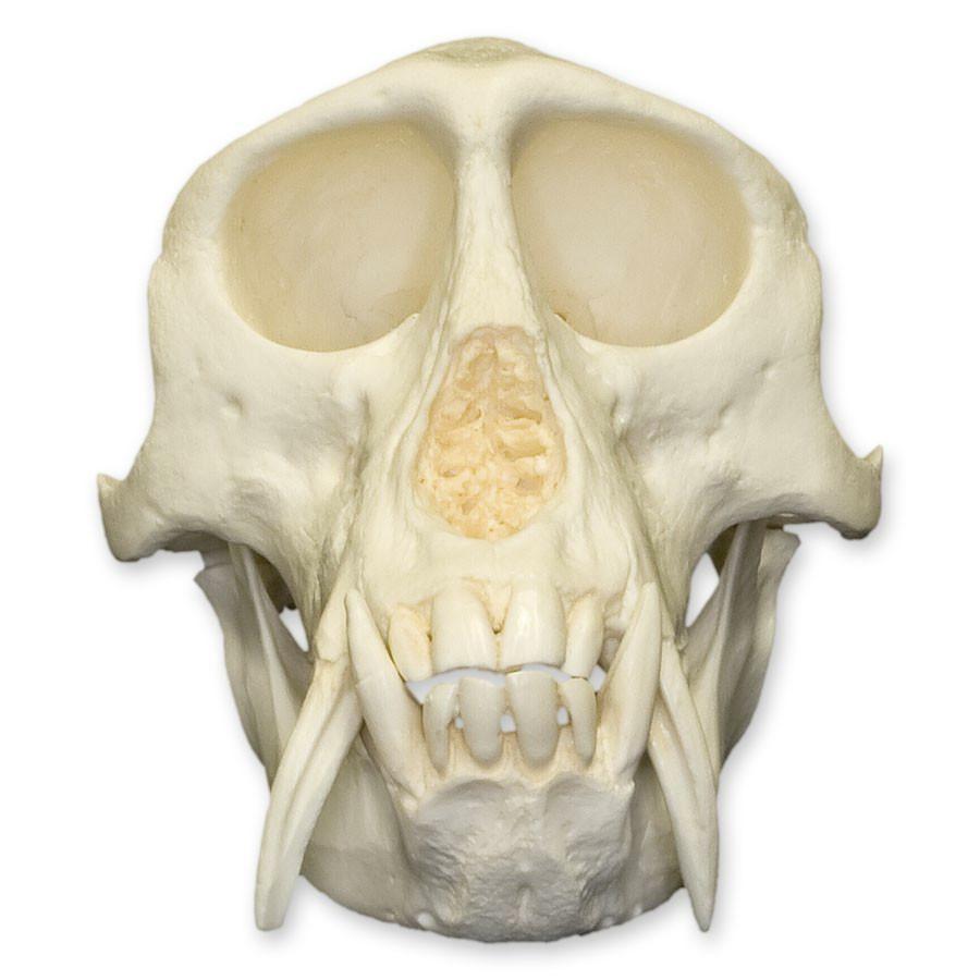 Authentic Replica Patas Monkey Skull - Handcrafted Collectible for Home Decor, Halloween Props & Anthropology Studies