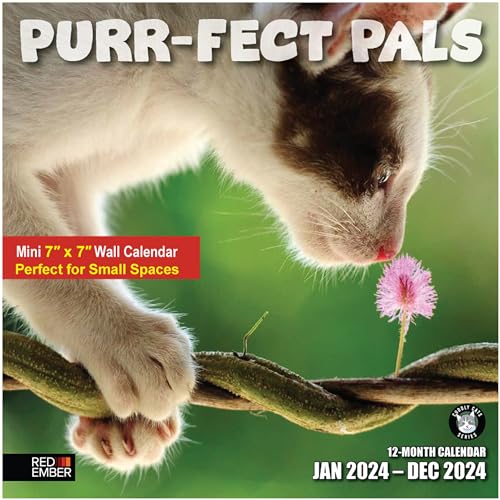 01A - Cats