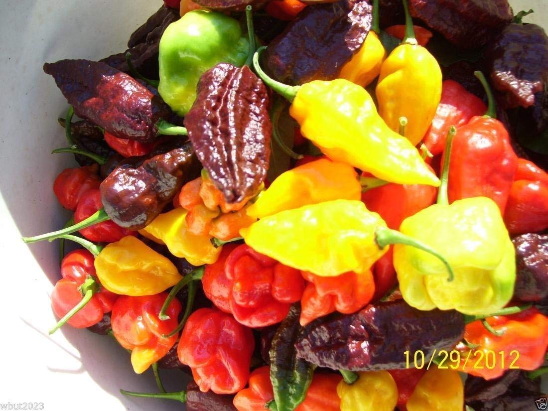 Hot Pepper Seeds Variety Pack - Mixed Heat Levels from Mild to Super Hot for Home Gardening & Cooking | Perfect for Salsa, Sauces & Spicy Recipes