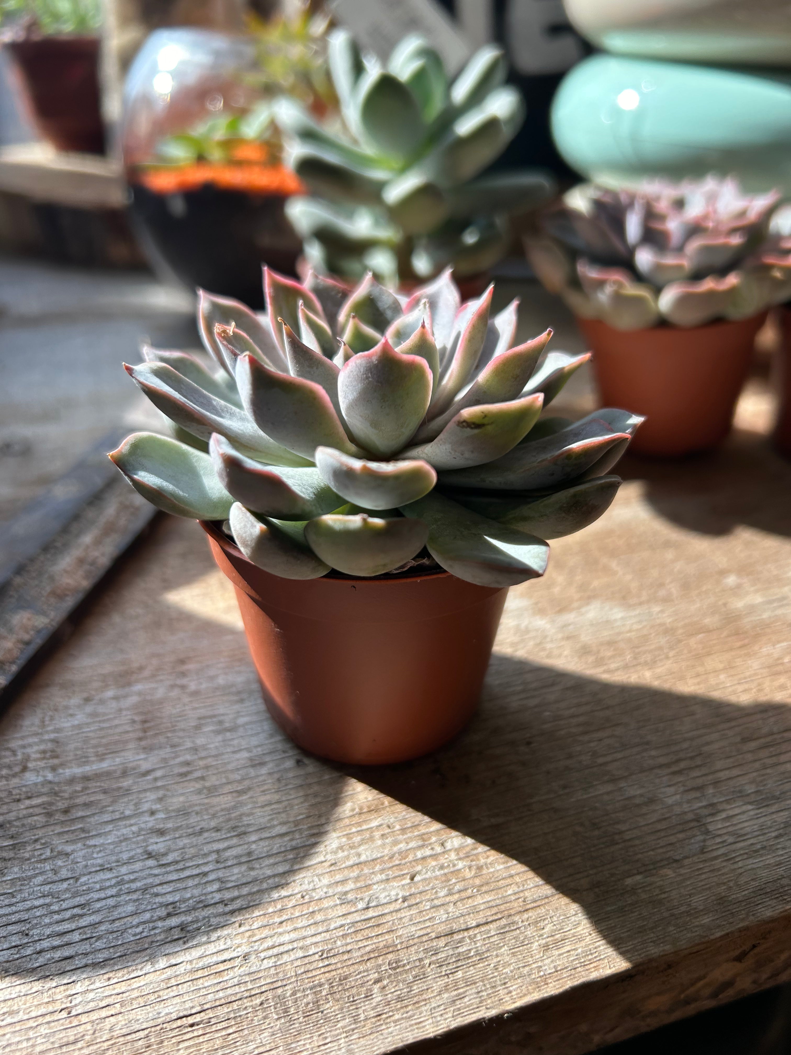 2 Pack Live Succulent Plants - Low Maintenance Indoor/Outdoor Houseplants for Home, Office, and Garden Decor