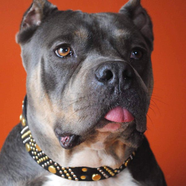Premium Gatsby Leather Dog Collar - Adjustable & Stylish Pet Collar for Small Medium Large Dogs - Perfect for Daily Walks, Training & Outdoor Adventures