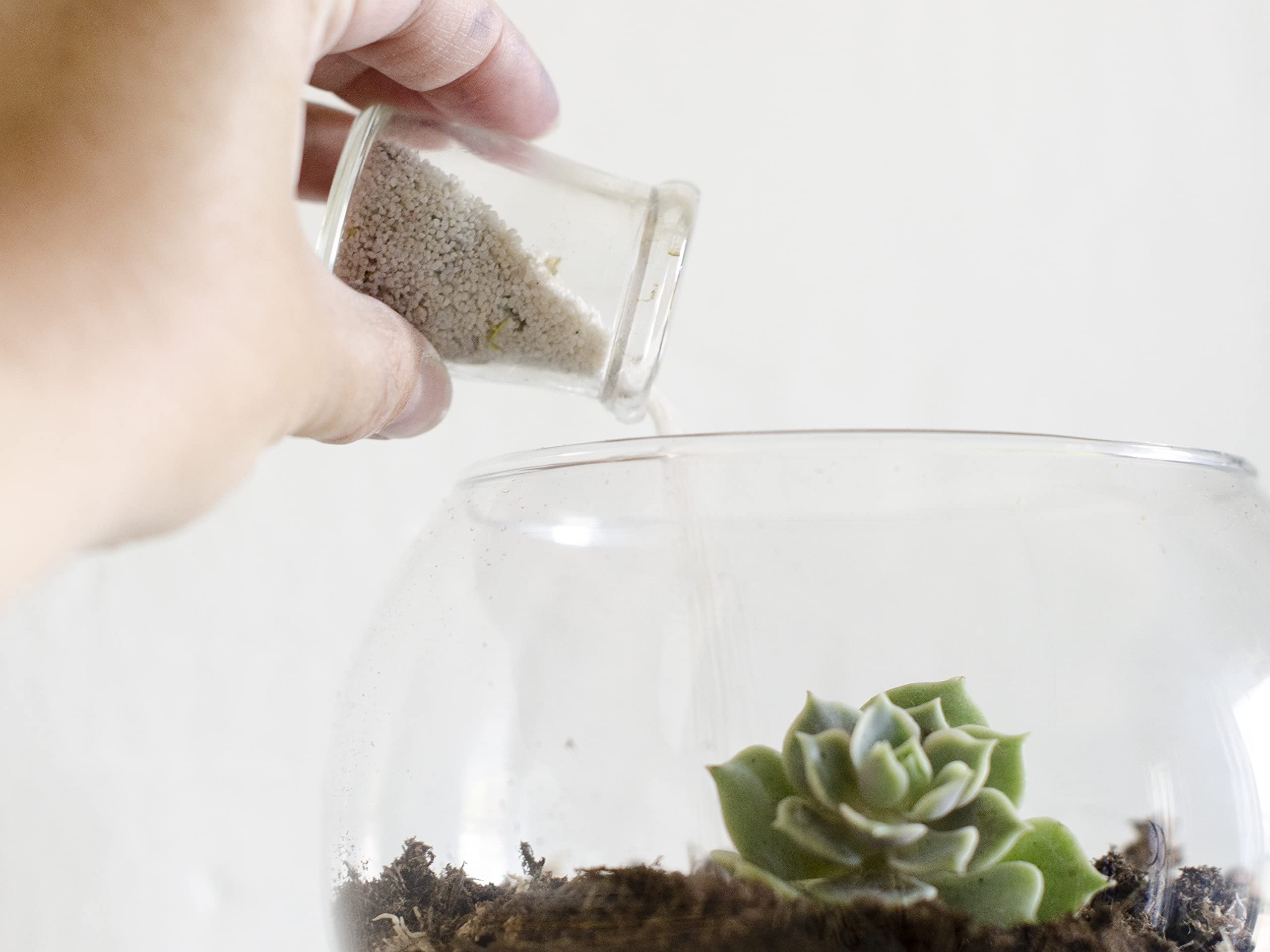 DIY Succulent Terrarium Kit with White Sand & Moss - Glass Bowl Planter for Home Decor, Office Desk, or Gift Idea