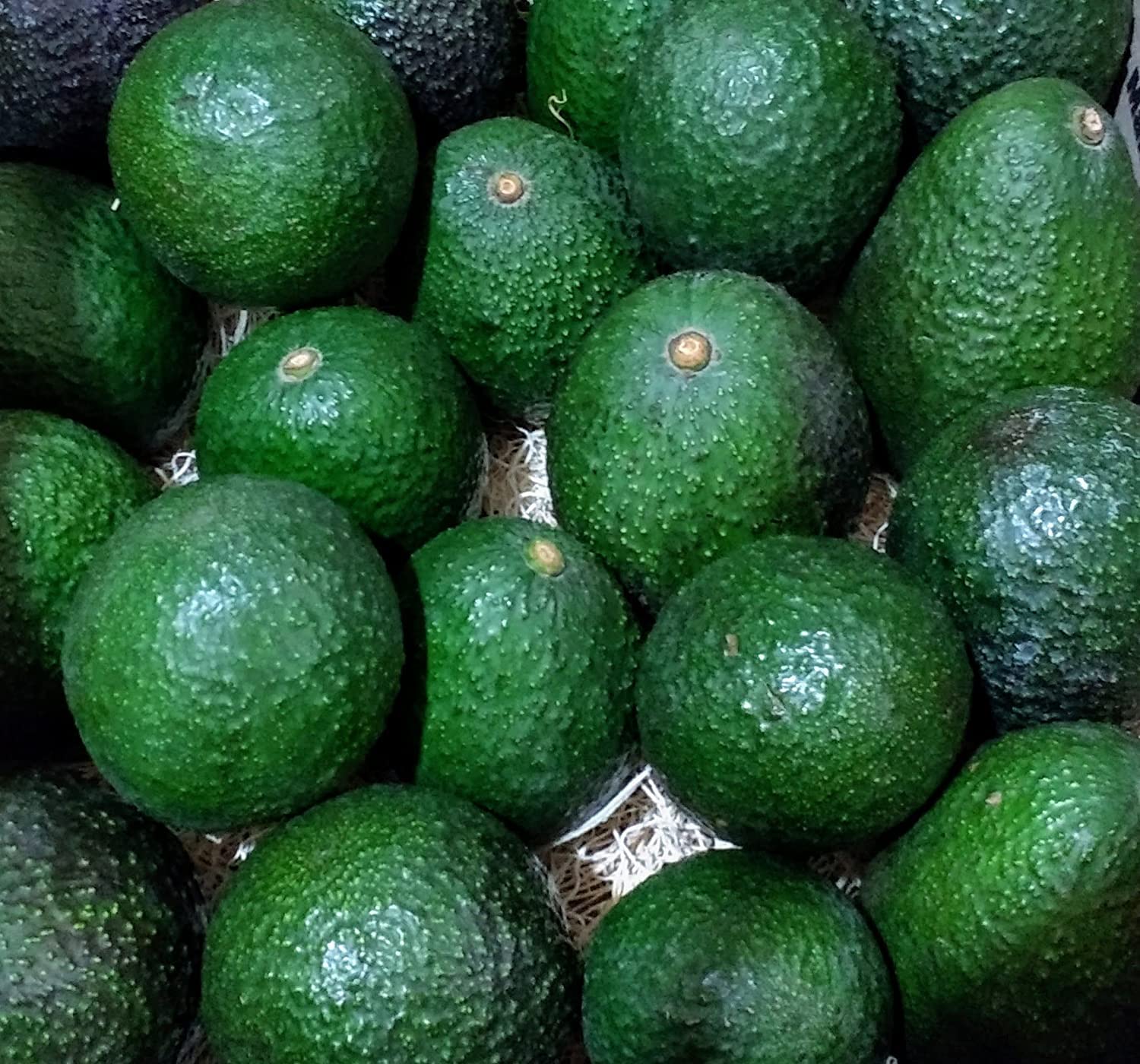 20 Pack Fresh California Hass Avocados - Premium Ripe Avocados for Guacamole, Salads & Healthy Recipes (20 Count)