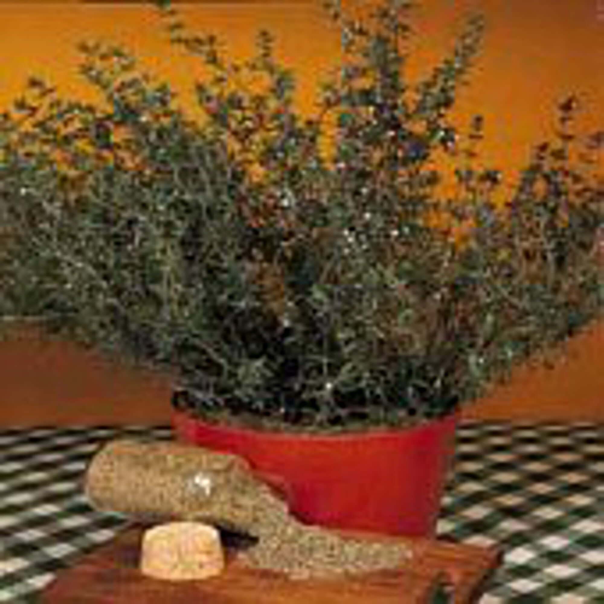 Organic English Thyme Seeds (20+ Seeds) - Non-GMO Heirloom Herb Seeds for Planting - Perfect for Home Garden, Greenhouse & Indoor Kitchen Herb Gardens - Culinary Herb for Cooking, Tea & Aromatherapy