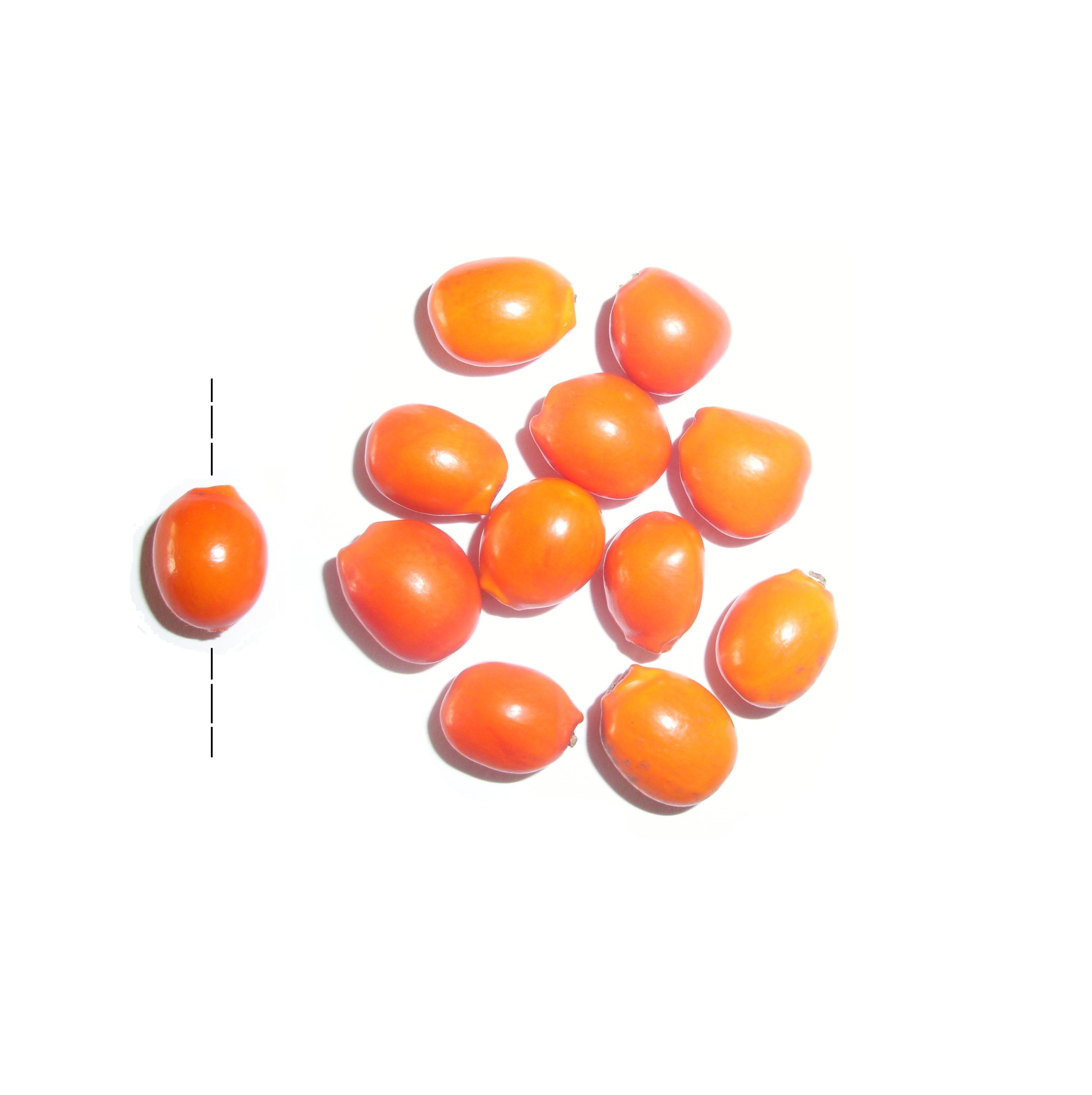 Natural Chocho Seeds Beads (Erythrina rubrinervia) - 10-12mm Orange Beads - Pack of 12 - Handmade Jewelry Making Supplies for Necklaces, Bracelets & DIY Crafts