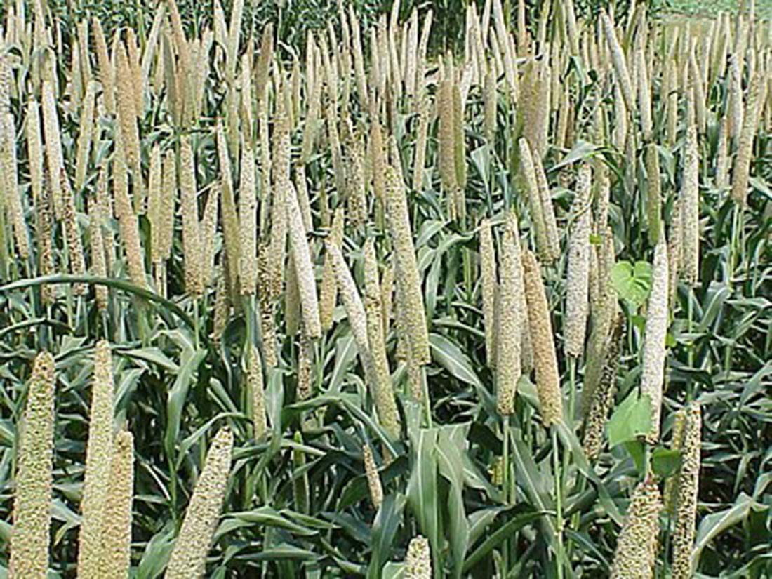 Organic Millet Seeds - USA Grown, Non-GMO, Hulled, Gluten-Free Whole Grain for Healthy Cooking & Baking - Perfect for Salads, Porridge, Bread & Gluten-Free Recipes