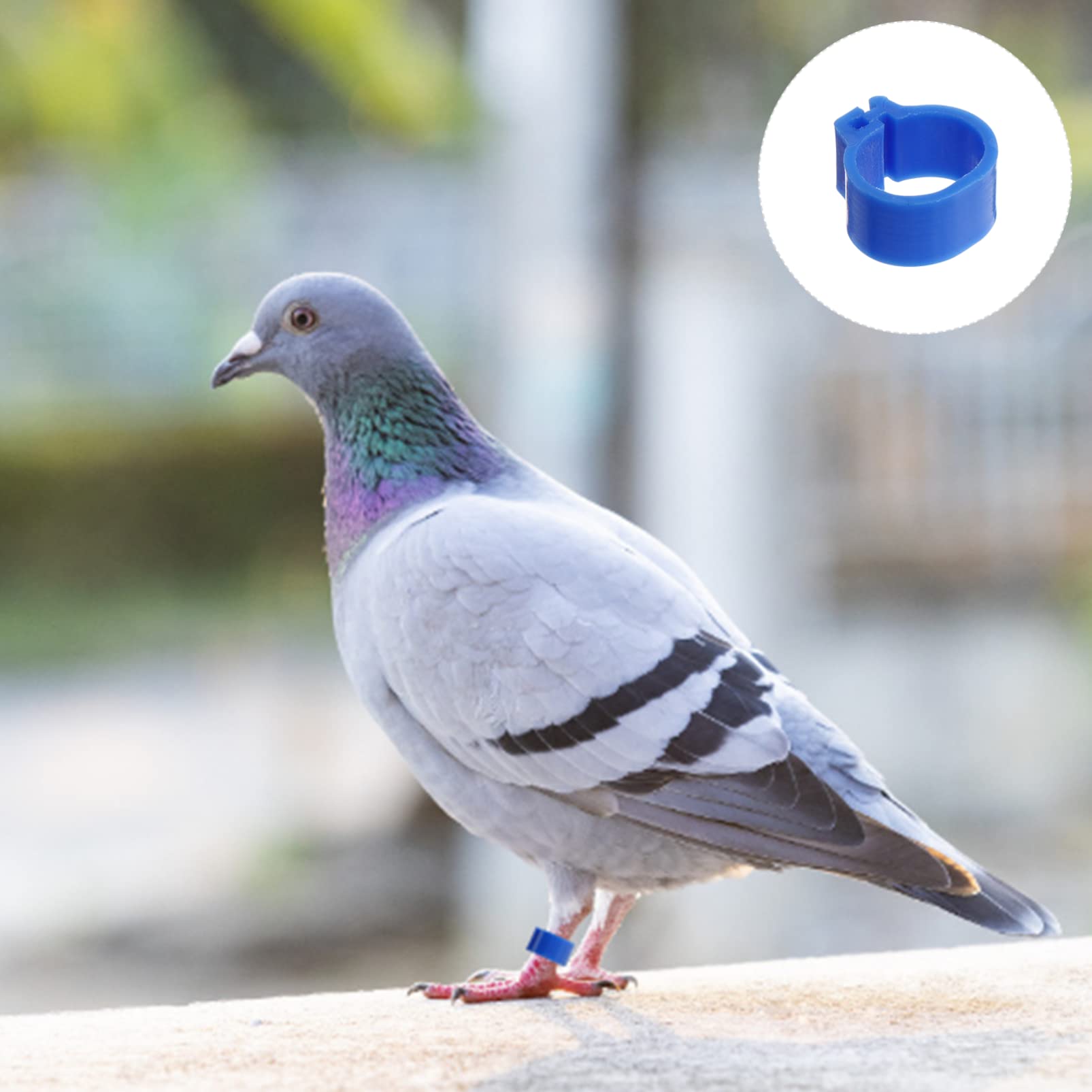 Balacoo 200 Pcs Plastic Pigeon Leg Bands - Adjustable Bird Leg Rings for Pigeons, Quails & Chickens | Durable Pet Bird Supplies for Identification & Tracking | Ideal for Pigeon Racing, Breeding & Poultry Farming