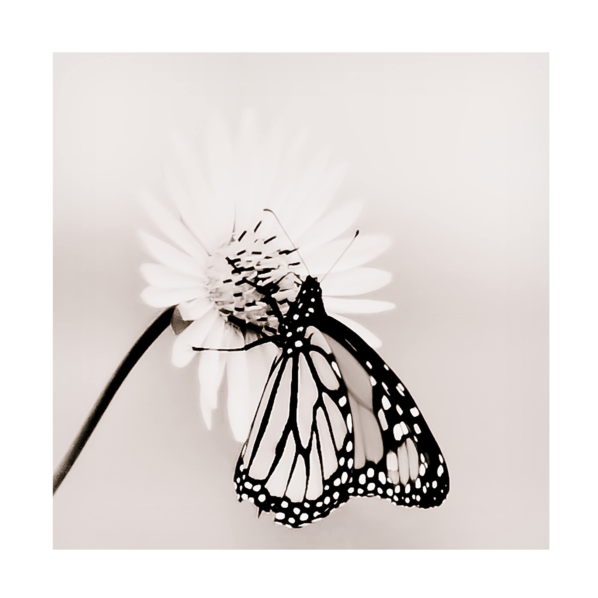Blue Palomino 'Butterfly' Canvas Wall Art Print - Modern Home Decor for Living Room, Bedroom & Office | Trademark Fine Art Collection