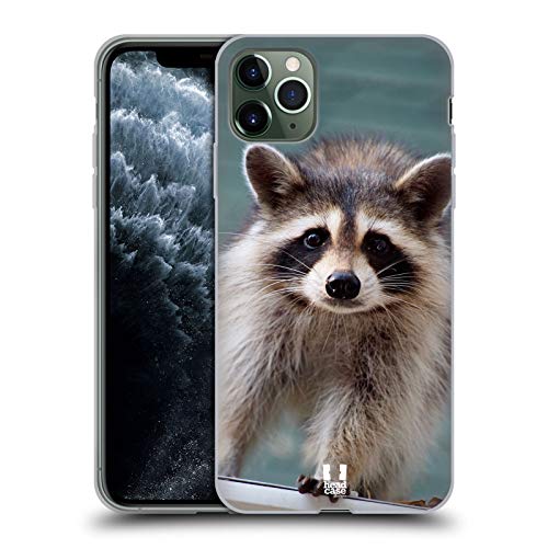 Baby Raccoon