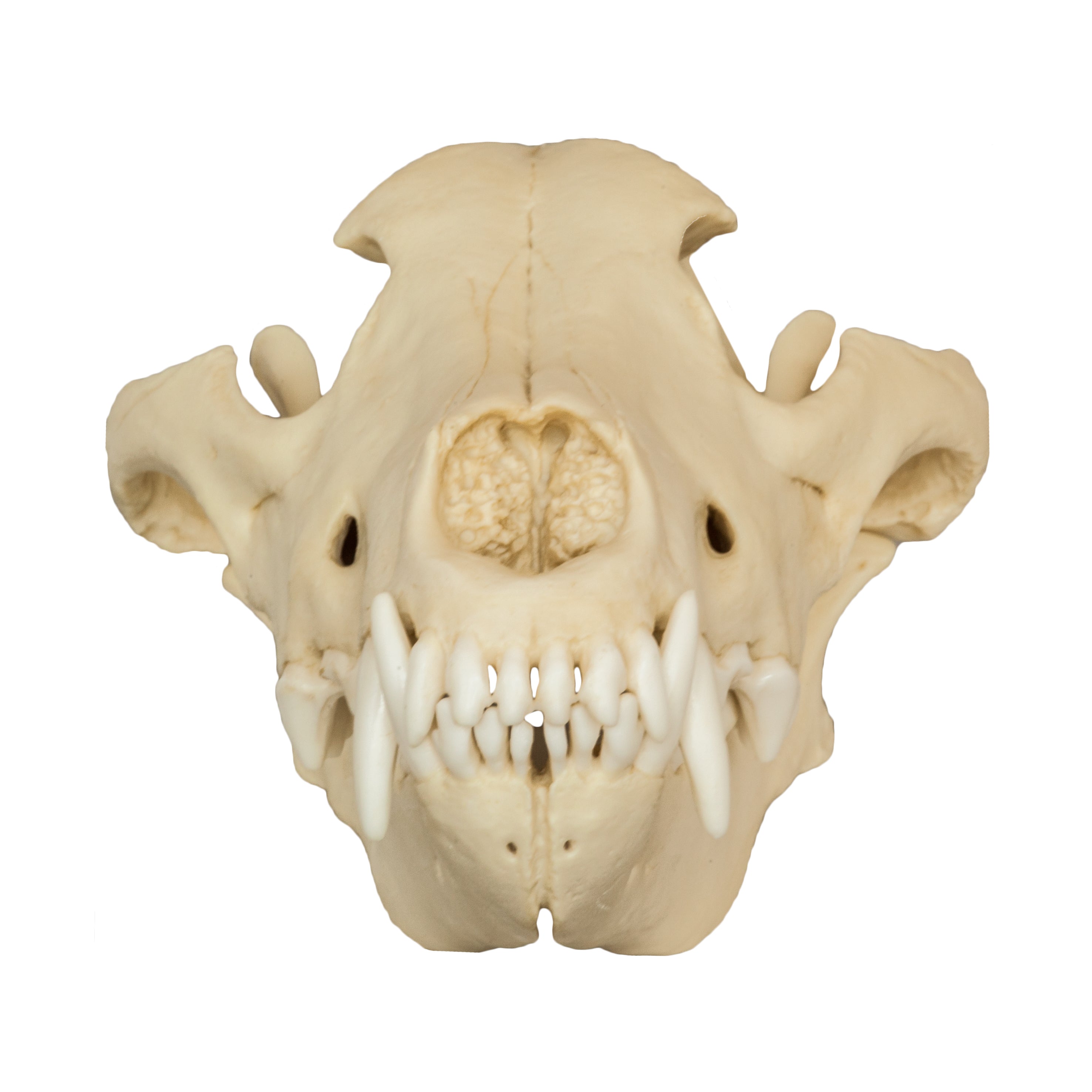 Authentic Gray Wolf Skull Replica - High-Quality Animal Skull Model for Home Decor, Halloween Props, Educational Display & Taxidermy Collection