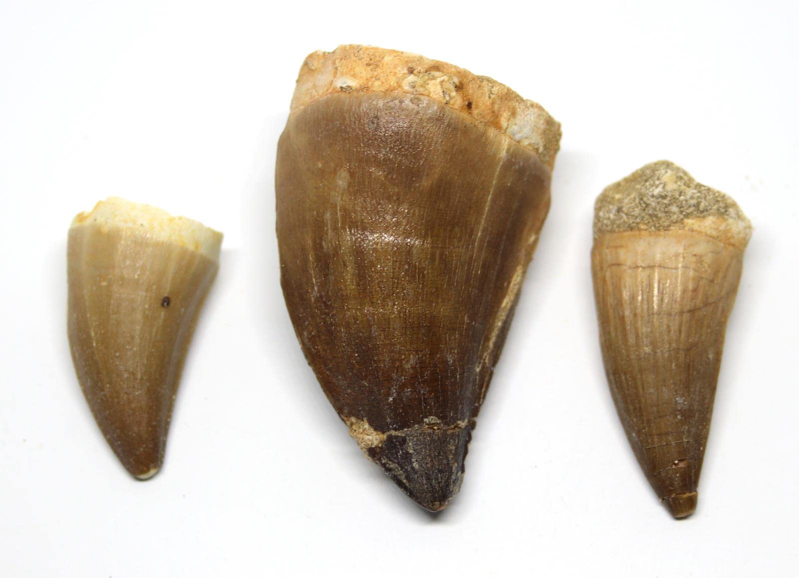 Authentic Mosasaur Teeth Fossil Lot of 3 - Dinosaur Fossil Collection with Color Info Card & Certificate of Authenticity #16740 - Perfect for Paleontology Enthusiasts, Fossil Collectors, and Educational Displays