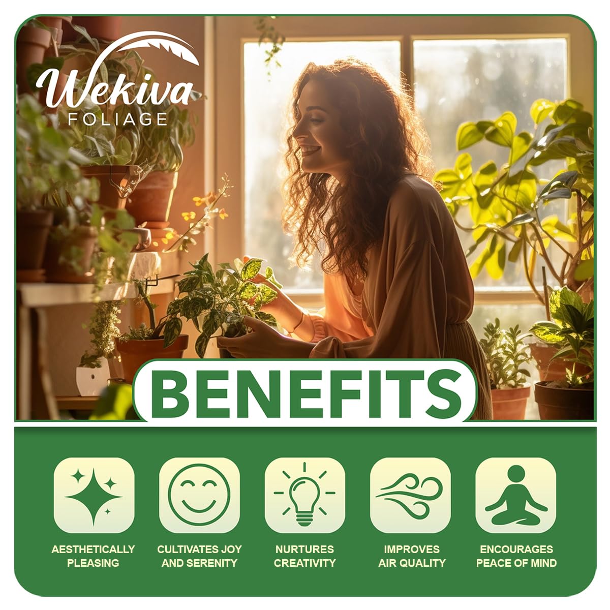 Grape Vine Plant - 3 Live Plants in 6 Inch Growers Pots - Variety Based on Health, Beauty & Season - Edible Fruit Bearing Tree for Patio, Garden & Backyard - Perfect for Home Gardening, Landscaping & Fresh Fruit Harvesting