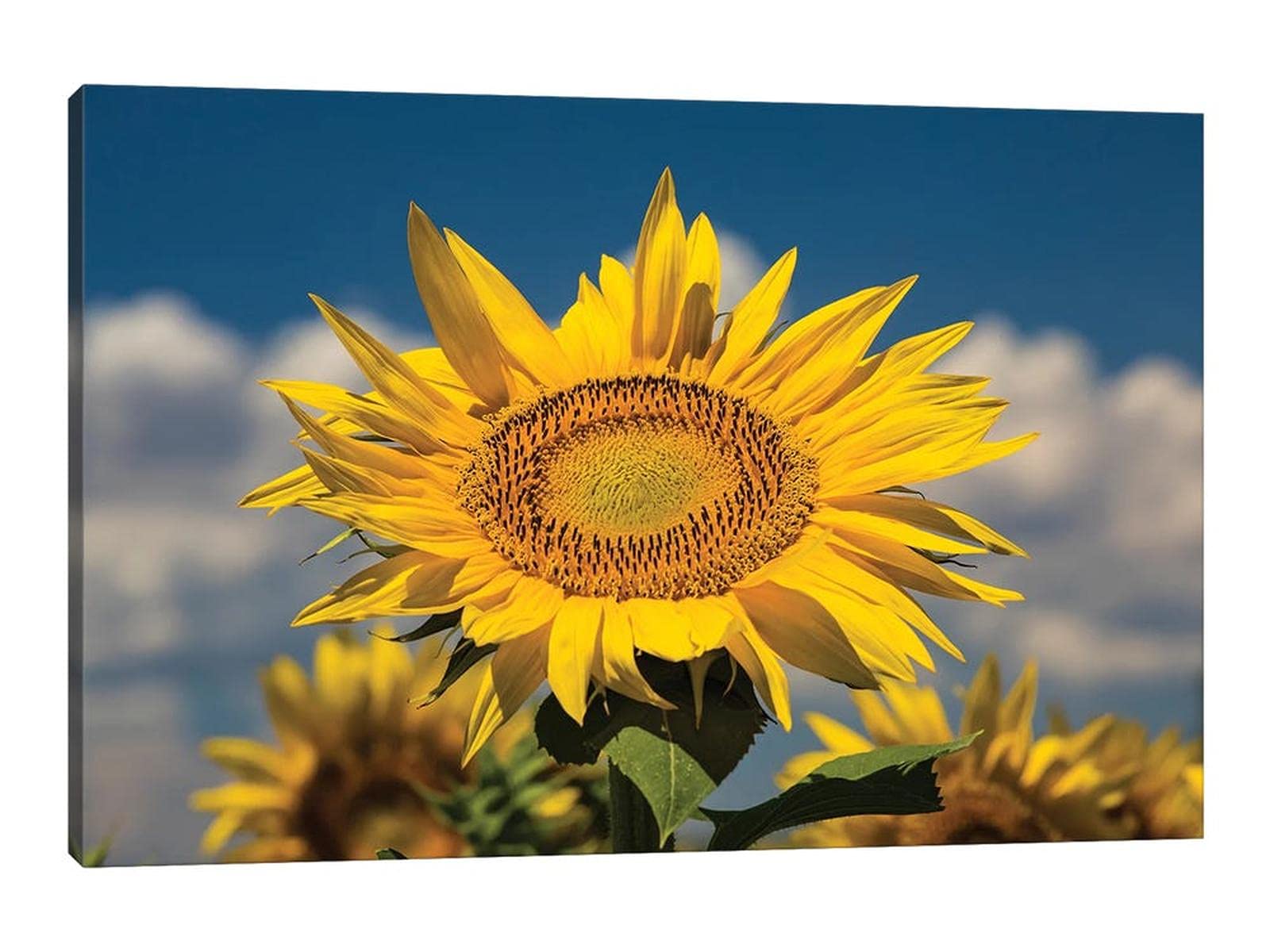 Sunflower Canvas Wall Art - Yellow Floral Print Painting, Modern Framed Flower Poster for Home Decor - Perfect for Bedroom, Bathroom & Living Room - Ready to Hang (18”x12”)